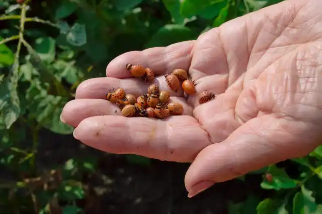 Ручной сбор жуков позволяет хоть как-то защитить картошку на небольшой площади. Но он превращается в сизифов труд, когда посадки большие, а вредителей много.