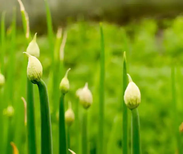 Хотя стрелкование - довольно неприятное явление, если заметить его на ранней стадии, иногда можно хотя бы частично спасти урожай