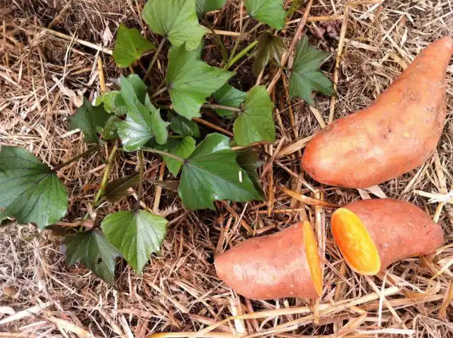 Как и листья кабачков, зеленые побеги батата (Ipomoea batatas) успешно используют в качестве альтернативы шпинату.