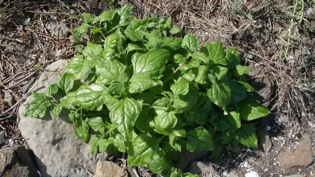 Тетрагония тетрагониовидная (Tetragonia tetragonioides) вынослива, низкоросла и идеально подходит в качестве почвопокровного растения.