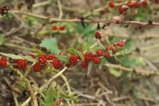 Одно из названий растения — земляничный шпинат (Blitum virgatum), потому что гроздья плодов очень похожи на клубнику.