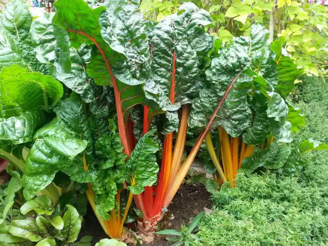Швейцарский мангольд (Beta vulgaris) известен яркими черешками и морщинистыми листьями, напоминающими свекольную ботву.