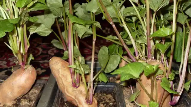 Однако при посадке рядом с помидорами бататы не образуют много клубней, а сами клубни мельчают.