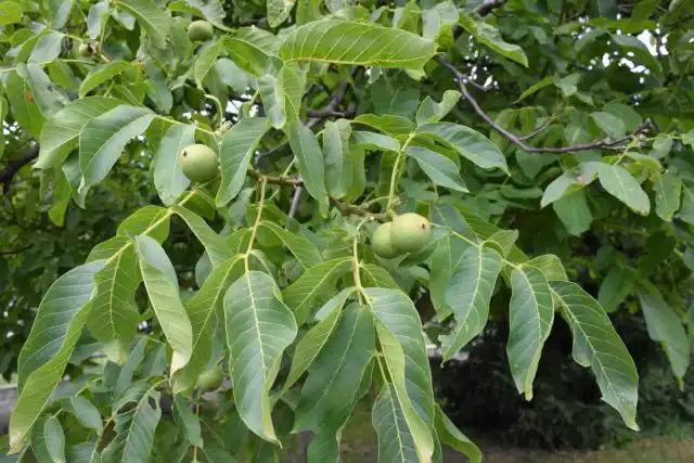 Грецкие орехи выделяют в почву химическое вещество под названием юглон, известный негативным влиянием на здоровье и рост многих растений, включая помидоры.