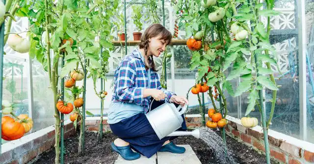 В теплицах может быть разный грунт по влагоудерживающим свойствам, различная температура внутри и снаружи укрытия и отличающиеся режимы проветривания.