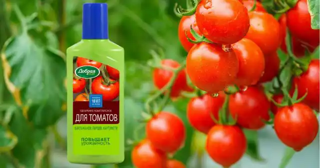 Целесообразно совмещать поливы с жидкими подкормками, например, органоминеральным удобрением для паслёновых Добрая сила. 