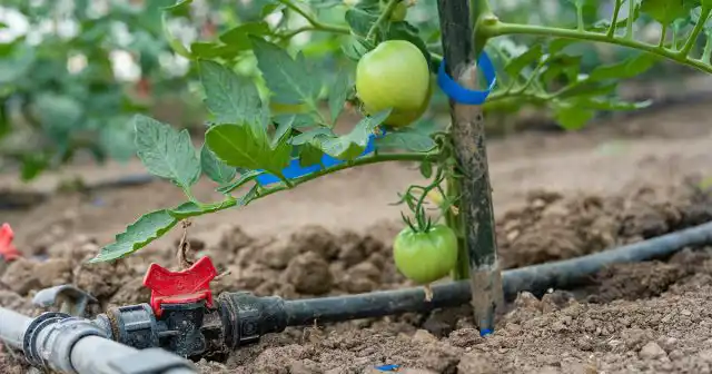 В последние годы системы капельного полива всё чаще и чаще встречаются в теплицах. Это прекрасное решение для занятых дачников.