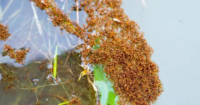 Некоторые эффективные средства от муравьёв не требуют практически никаких затрат. К ним, например, относится простой кипяток.