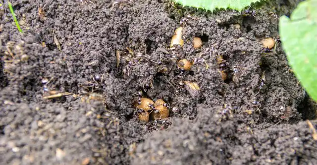 Наиболее спорный способ – это отпугивание насекомых с помощью растительных репеллентов.