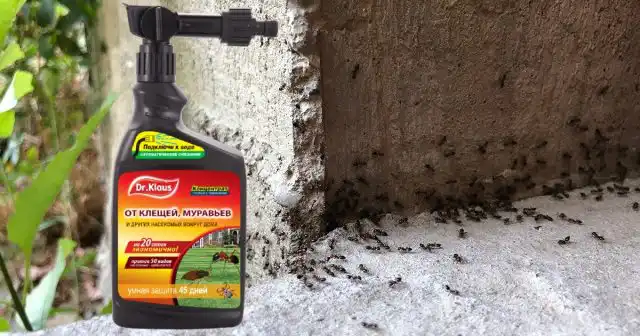 Для крупных участков, с большим количеством муравейников лучше провести сплошную обработку средством Dr.Klaus в канистре с эжектором.