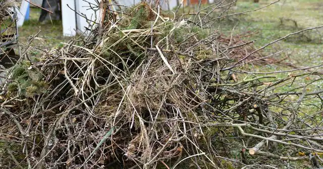 Скашивание высоких газонов, прополка, уборка куч листьев и веток сильно помогают в профилактике муравьиных нашествий.