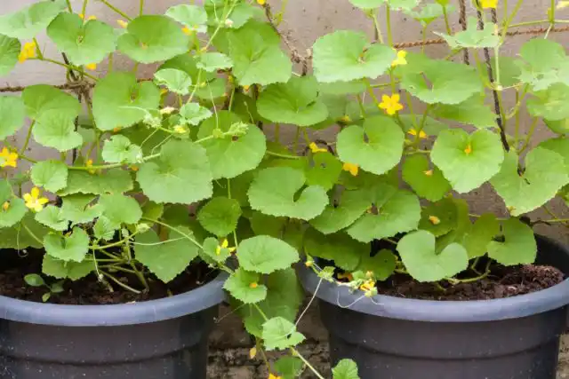 Огородники - люди изобретательные, особенно при дефиците места. Огурцы выращивают в бочках, автомобильных шинах (нездоровый вариант), мешках и прочих ёмкостях.