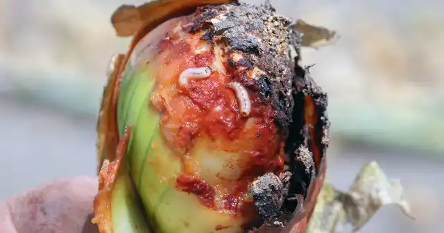 Личинки вредителя регулярно отмечаются на тмине, укропе и даже на репе, а также некоторых дикоросах, например, болиголове пятнистом.