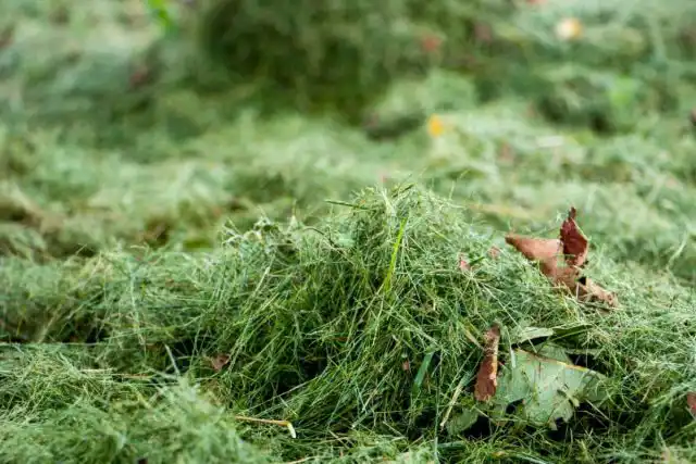 Не секрет, что через толстый слой мульчи сорнякам очень сложно пробиваться. Так почему бы не использовать в качестве защитного слоя траву, в изобилии растущую на участке.