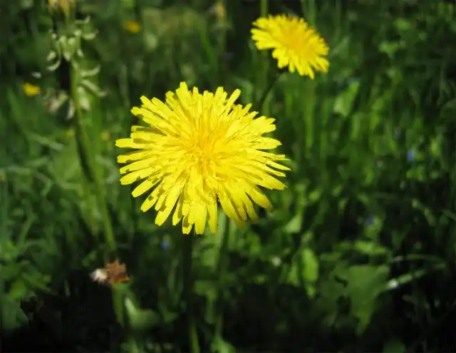 Однако одуванчик необычайно богат полезными веществами. Он содержит сапонины, железо, витамин C, фосфор, кальций.