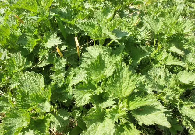 Крапива – наиболее ценный обитатель дачных участков. Она содержит витамины K, B2 и C, минеральные соли, белковые и дубильные вещества, железо, муравьиную кислоту.