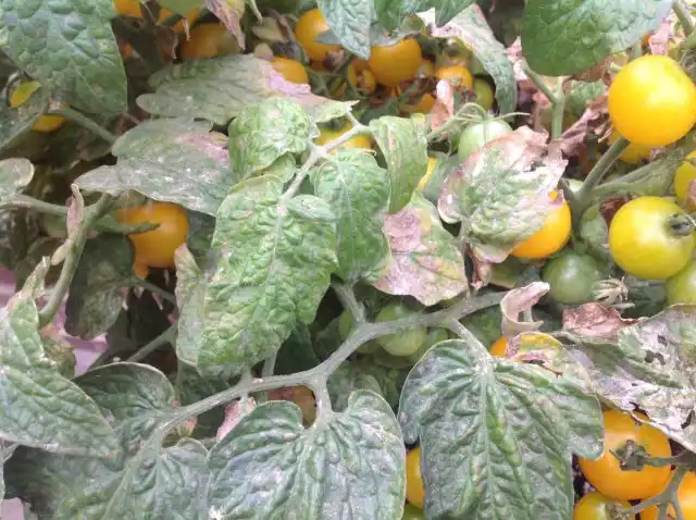 Закрытые пространства служат рассадником болезнетворных инвазий.