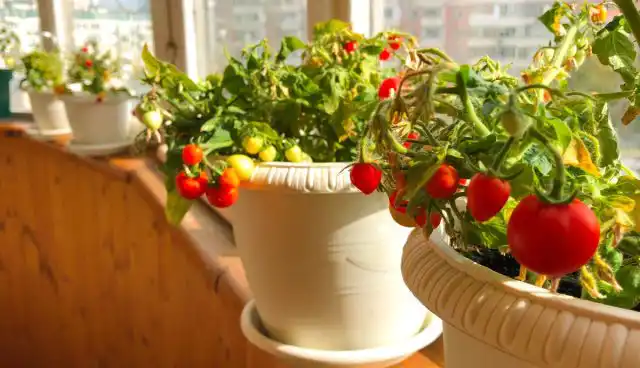 Черри-томаты лучше всего выращивать в горшках, вмещающих не менее 3 литров почвы и имеющих диаметр более 25 см.