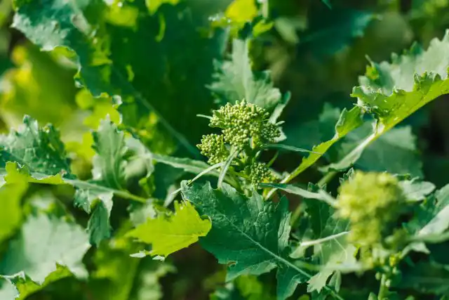 Помимо того, что овощ вкусный, его невероятно легко выращивать. Рапини будет расти в разных климатических условиях и требует очень скромного ухода.