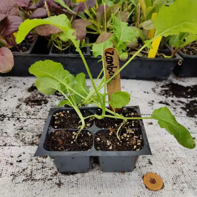 Брокколи рапини легко выращивать из семян. На рассаду сейте их за 2-4 недели до последнего заморозка.