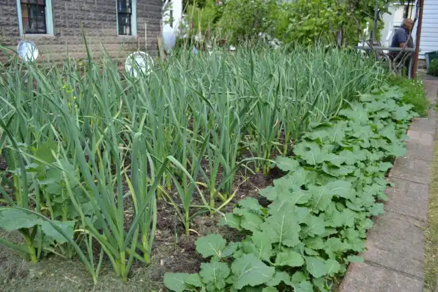 Обеспечьте растениям равномерный полив в течение всего периода вегетации. Не допускайте переувлажнения или заболачивания почвы.
