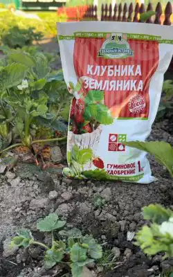 Для подкормки рекомендуется использовать Гуминовое удобрение Клубника, земляника или ГумиTab’s Клубника, земляника.