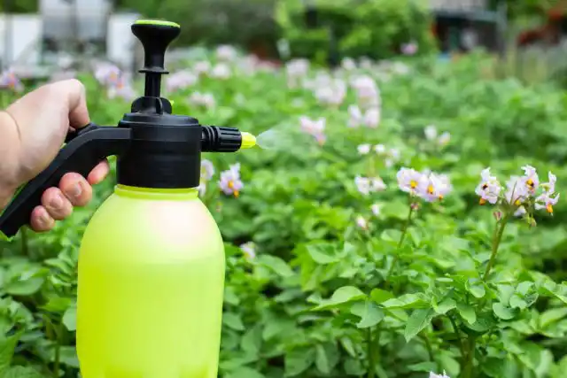 Картофель и цветущие многолетники в течение вегетации обрабатываются один раз – при первой фиксации вредителей (3 мл на 5 л воды).