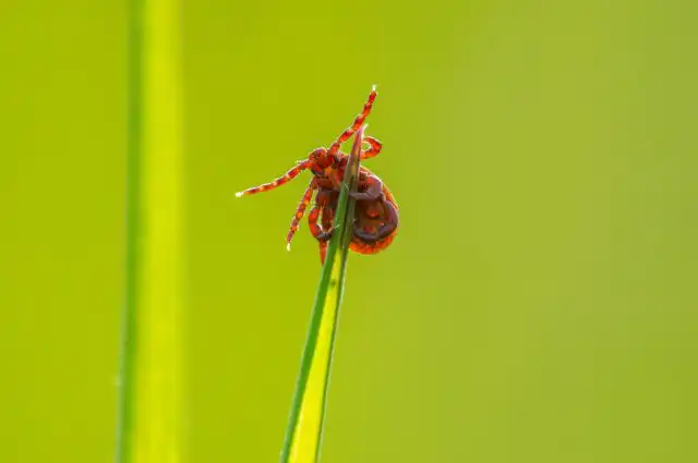 Клещи любят пусть и изреженную, но относительно высокорослую травянистую растительность и избегают по-настоящему открытых пространств.