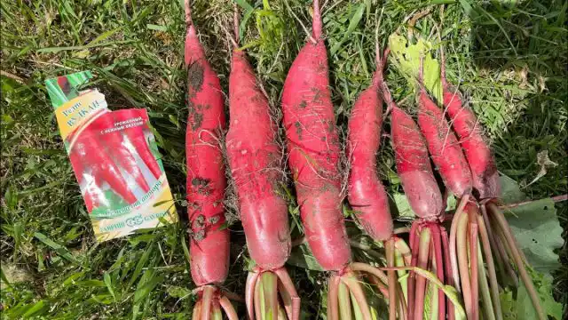 "Вулкан" - этот редис по форме больше напоминает морковь, только красного цвета. Его плоды крупные, вытянутые, длиной до 20 см и весом около 100-300 г.