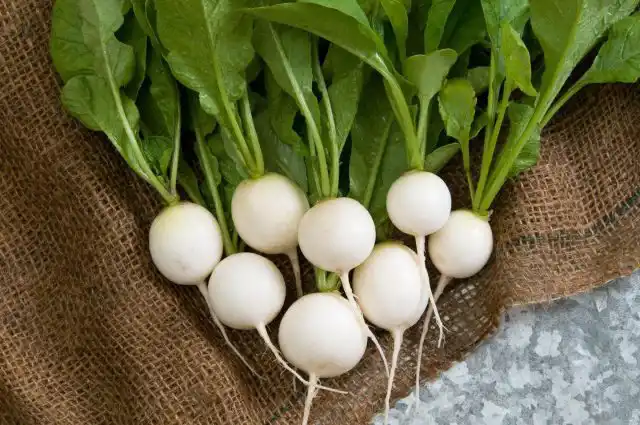 "Снежок" - новый сорт с округлыми плодами белого цвета, созревающими через 18-20 дней после появления всходов.