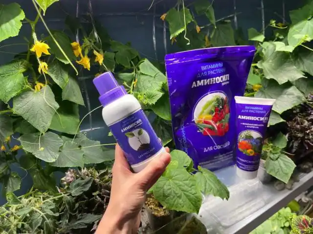 Гель «Аминосил» подходит для рассады и взрослых растений, не имеет запаха и не влияет на особо чувствительных людей.