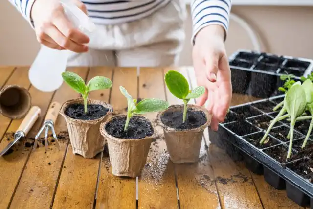 Перед прогнозируемыми холодами растения обрабатывают смесью препаратов «Эпин-Экстра» с «Аминосил Универсальный» («Аминосил для рассады») или препаратами, предназначенными для конкретной группы культур.