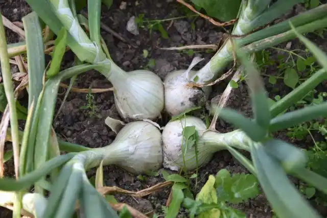 А вот тонкости: на посадку у семейного лука идут луковицы не самые мелкие, а наоборот, покрупнее, грамм 100.