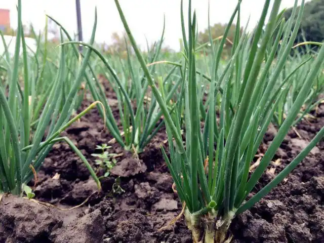 По моему опыту высаживать лучше в гребни - быстрее прогревается земля, а когда потребуется оголять верхние части луковиц, дожди всё это уже размоют и луковицы окажутся почти на поверхности самостоятельно.