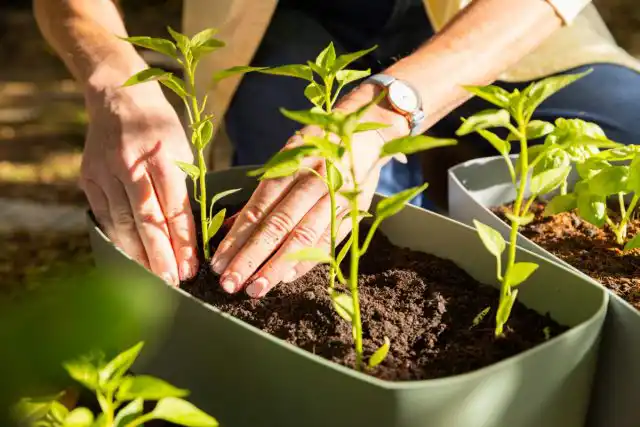 Сеянцы должны сначала привыкнуть к внешним условиям, а потом их можно смело пересаживать.
