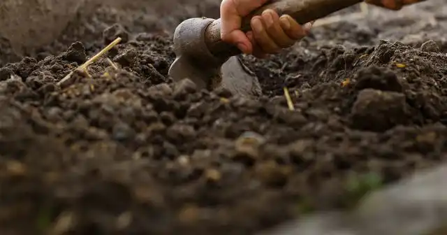 При регулярном внесении почвоулучшителей и органических удобрений верхний слой обычно становится мягким и рыхлым и вполне устраивает растения.