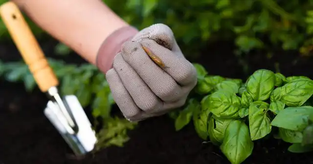 Не дотрагивайтесь до слизней голыми руками, используйте перчатки.
