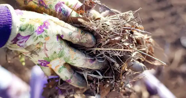 Профилактические мероприятия в сочетании с эффективными средствами позволяют забыть о колоссальном ущербе, который наносят медлительные моллюски.