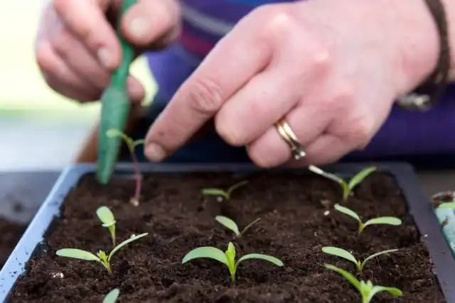 Большинство культур плохо переносит прищипывание корня и их пересаживают, не делая пинцировку.