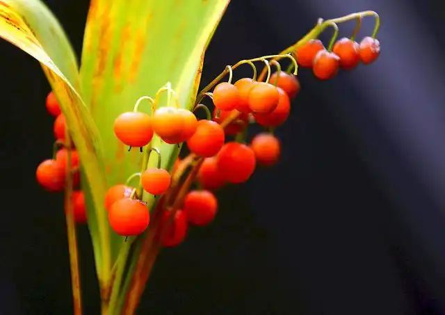 Ландыш полностью ядовит, так как содержит конваллятоксин. Есть случаи отравления даже водой, в которой стояли букеты цветов.