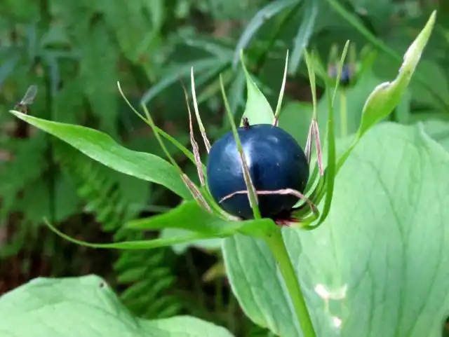 Вороний глаз (Paris) – род необычайно ядовитых многолетних трав. Всего одна ягодка может вызвать летальный исход.