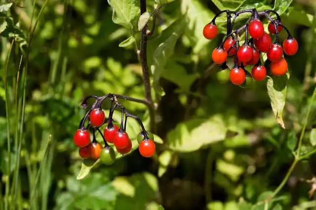 Растение ядовитое, так как содержит глюкозид дулькамарин, по воздействию на организм схожий с атропином.
