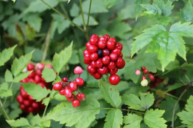 Все части растения весьма ядовиты. В них содержатся алкалоиды, оказывающие сильное раздражающее воздействие.