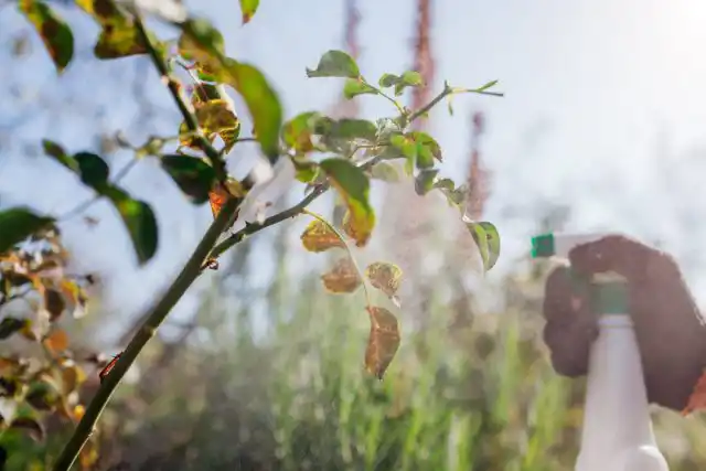 Мало того, часто препараты, рассчитанные на одни патогены, применяются против совершенно других, для которых они неопасны. Так рождаются народные мифы о неэффективности определённых средств защиты растений и их вредности.