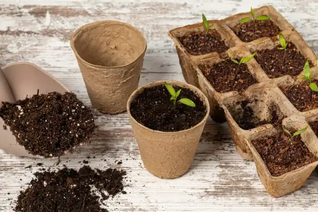 Конечно, лучше как можно раньше произвести пикировку в отдельные стаканчики, сразу после появления первых листиков.