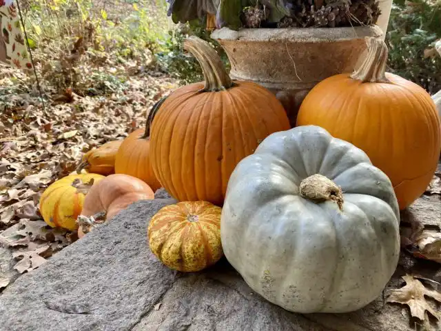 Под названием «тыква» у нас выращиваю 2 вида: тыкву крупноплодную, или гигантскую и тыкву обыкновенную, или твердокорую.