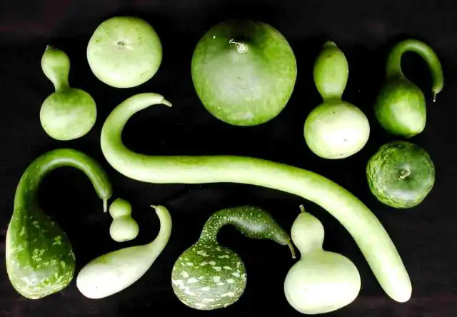 Лагенария обыкновенная также известна под названиями вьетнамский кабачок и тыква горлянка.