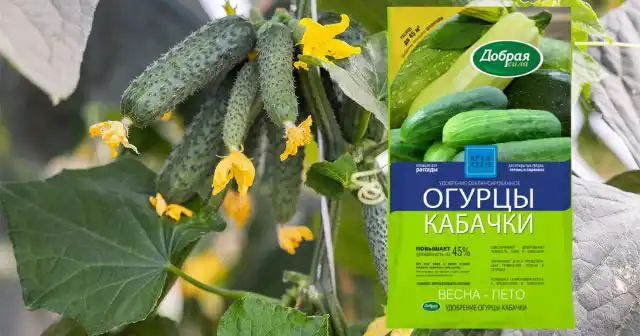 Дополнительно во время перекопки или боронования земли перед посадкой стоит внести удобрение Огурцы-Кабачки Добрая сила (50-100 г на 1 кв.м).