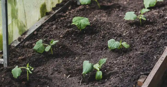 В поздние сроки (с начала лета) огурцы можно сеять прямо на гряды, причём часто безо всяких укрытий.