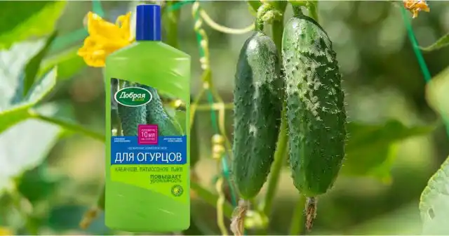 Подкормку огурцов удобно проводить ОМУ для огурцов, кабачков, патиссонов, тыкв Добрая сила.